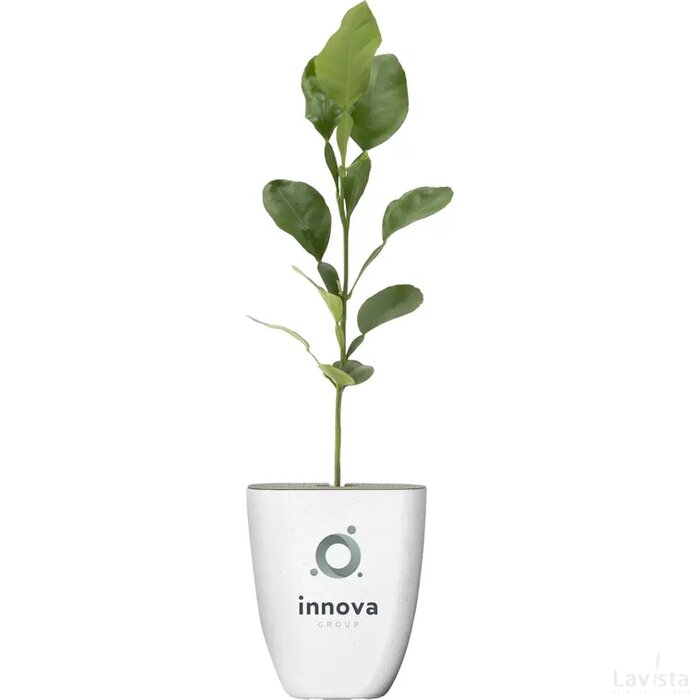 Treemore Brievenbusboompjes Kaffir Limoen Citrus