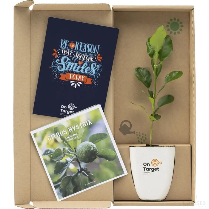 Treemore Brievenbusboompjes Kaffir Limoen Citrus