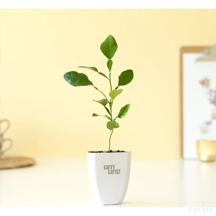 Treemore Brievenbusboompjes Kaffir Limoen Citrus