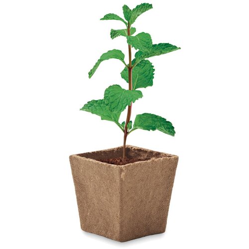 Muntzaad kweekset Mint kit beige