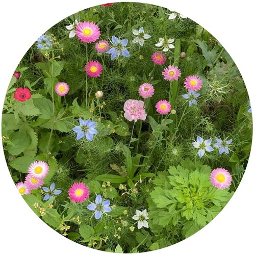 Bloemenzaad droogbloemen 4 gram Bruin