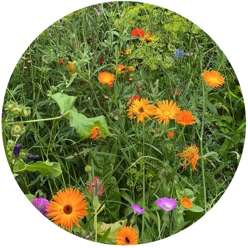 Bloemenzaad wilde bloemen 4 gram bruin